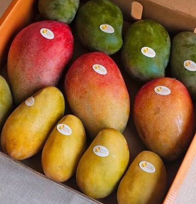 Mango
